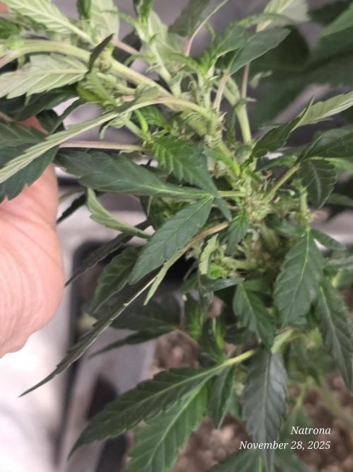 NYC Diesel (was Hey Abby). Week 10