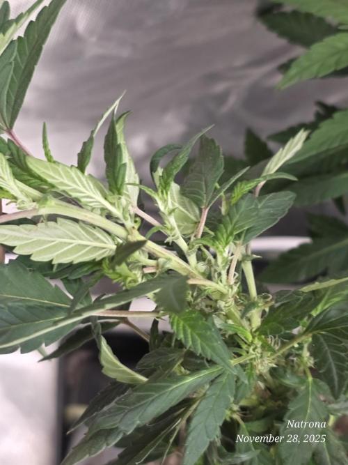 NYC Diesel (was Hey Abby). Week 10