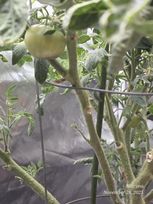 NYC Diesel (was Hey Abby). Week 10