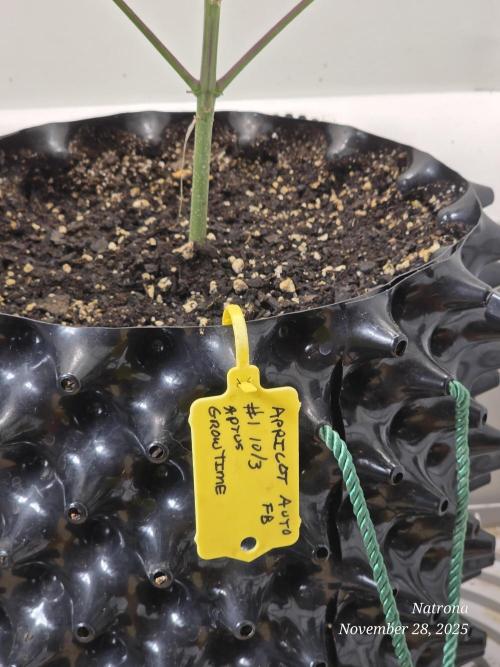 Apricot Auto-Fast Buds. Week 8