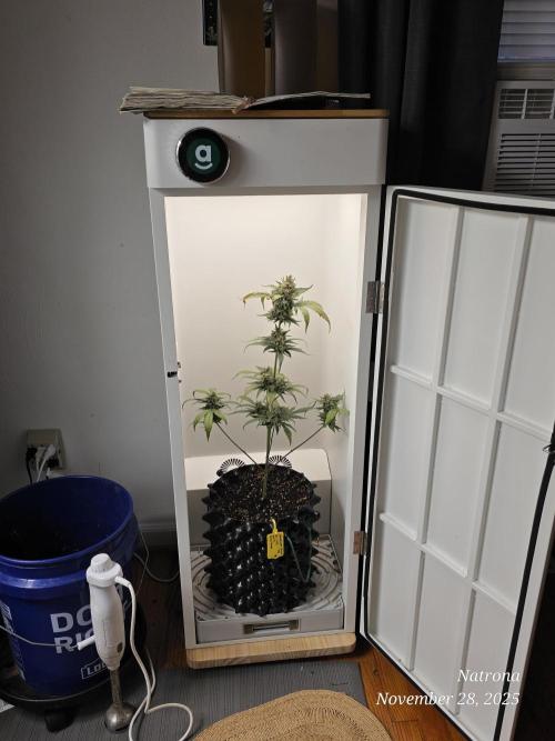 Apricot Auto-Fast Buds. Week 8