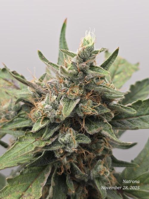 Apricot Auto-Fast Buds. Week 8