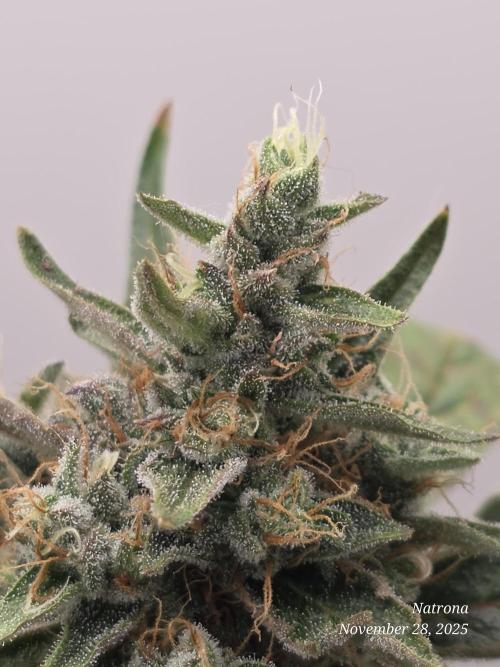 Apricot Auto-Fast Buds. Week 8