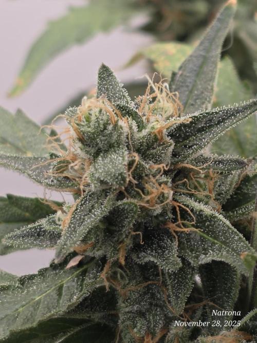 Apricot Auto-Fast Buds. Week 8