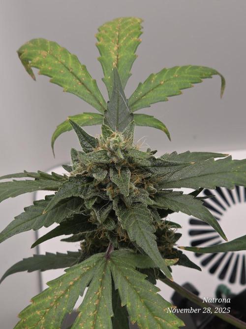 Apricot Auto-Fast Buds. Week 8