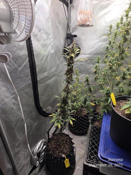 Apricot Auto-Fast Buds. Week 8
