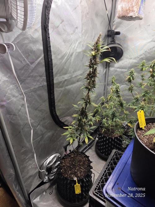 Apricot Auto-Fast Buds. Week 8