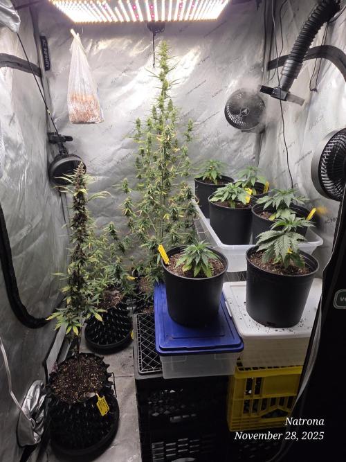 Apricot Auto-Fast Buds. Week 8