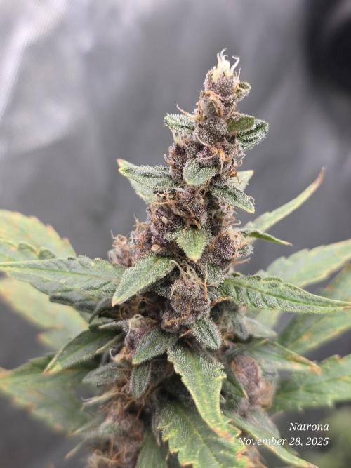 Apricot Auto-Fast Buds. Week 8