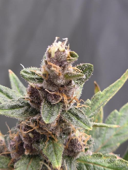 Apricot Auto-Fast Buds. Week 8