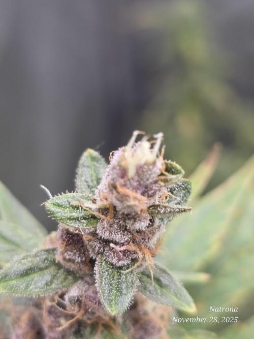 Apricot Auto-Fast Buds. Week 8