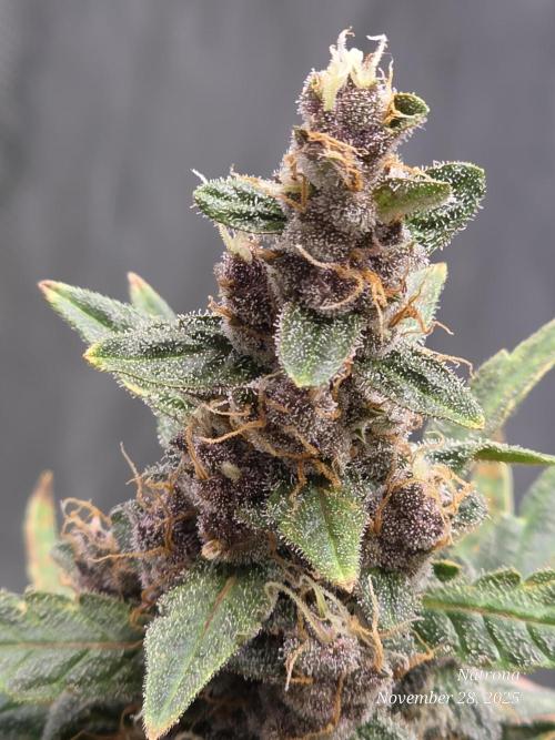 Apricot Auto-Fast Buds. Week 8