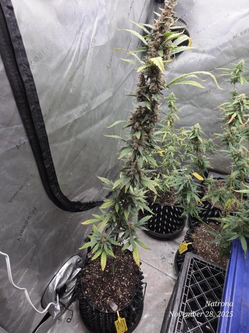 Apricot Auto-Fast Buds. Week 8