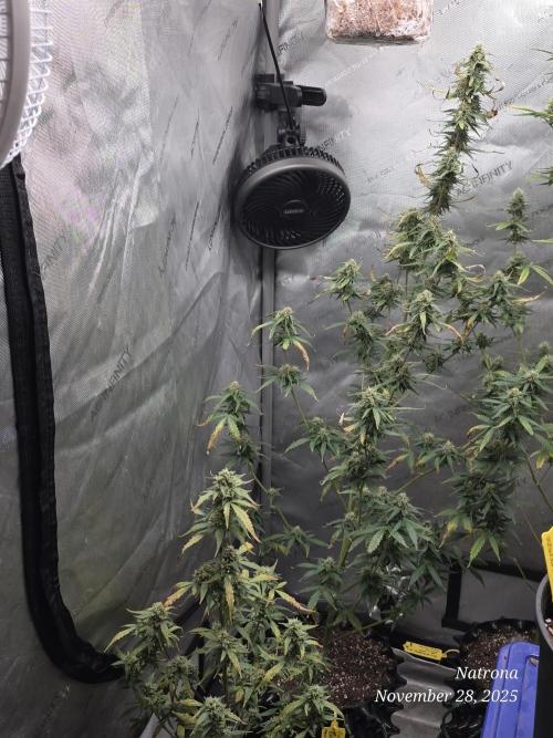 Godfather OG-MSNL. Week 8