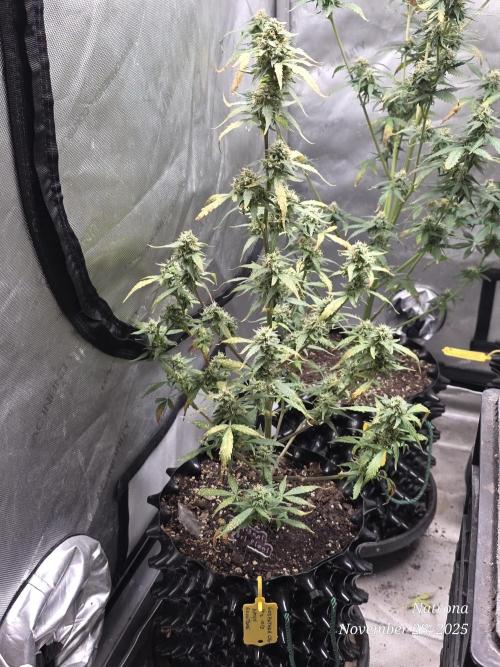 Godfather OG-MSNL. Week 8