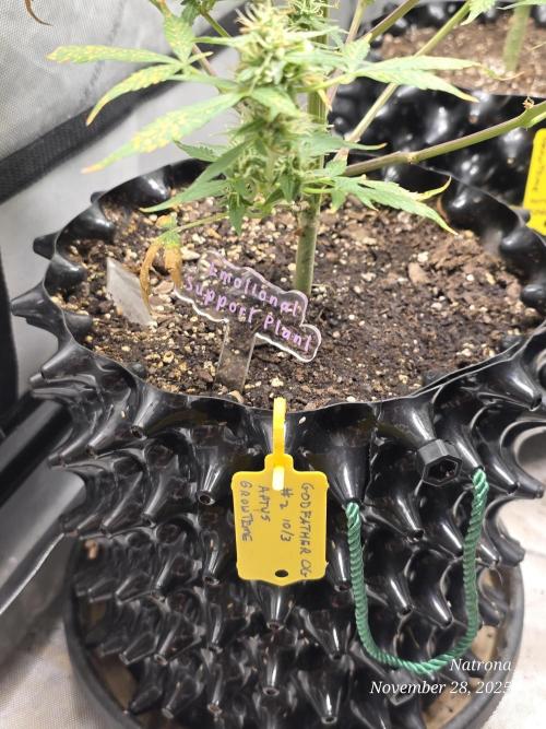 Godfather OG-MSNL. Week 8