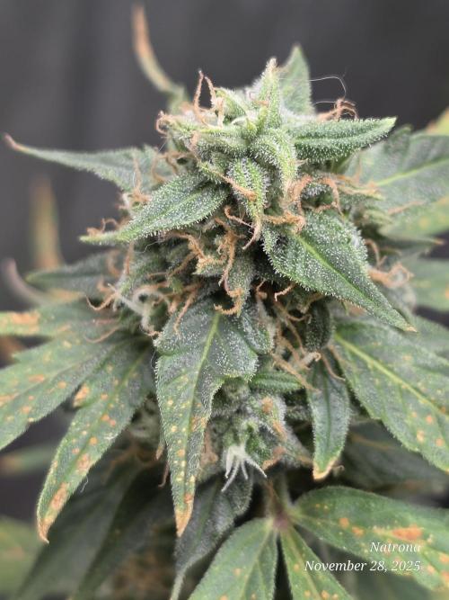 Godfather OG-MSNL. Week 8