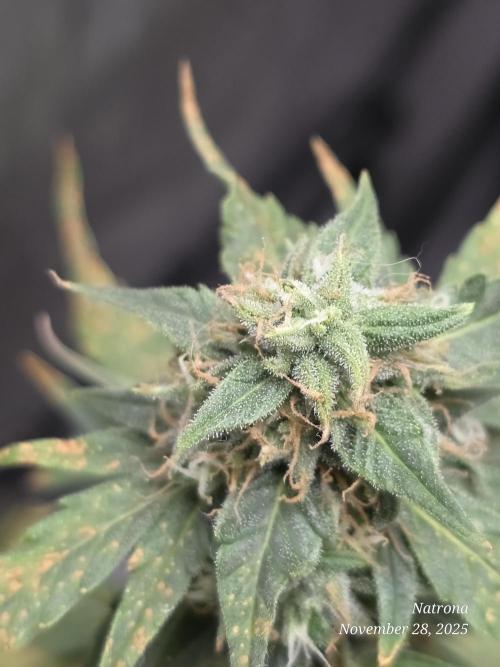 Godfather OG-MSNL. Week 8