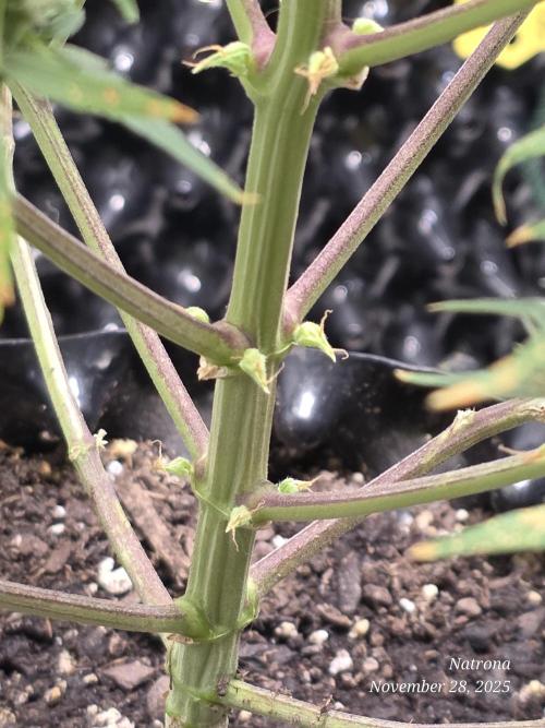 Godfather OG-MSNL. Week 8