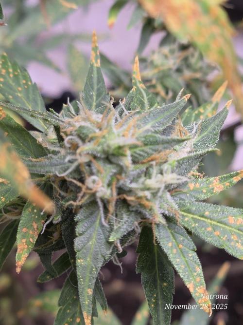 Godfather OG-MSNL. Week 8