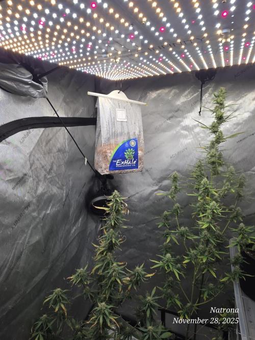 Godfather OG-MSNL. Week 8