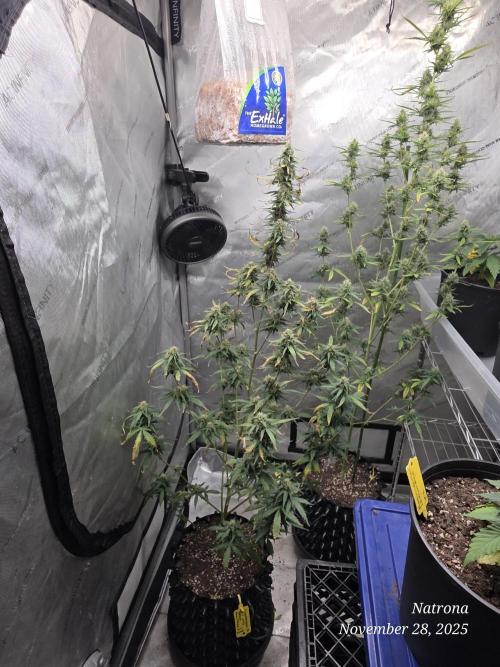 Godfather OG-MSNL. Week 8