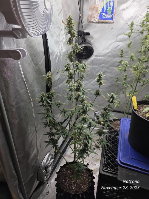 Godfather OG-MSNL. Week 8