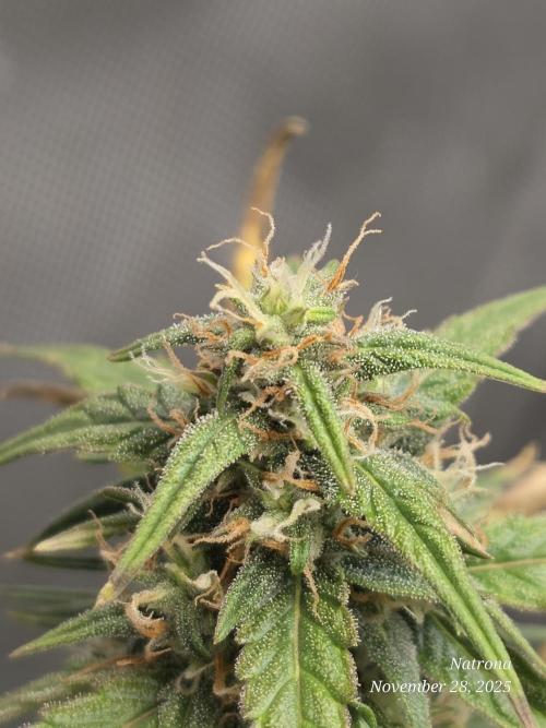 Godfather OG-MSNL. Week 8