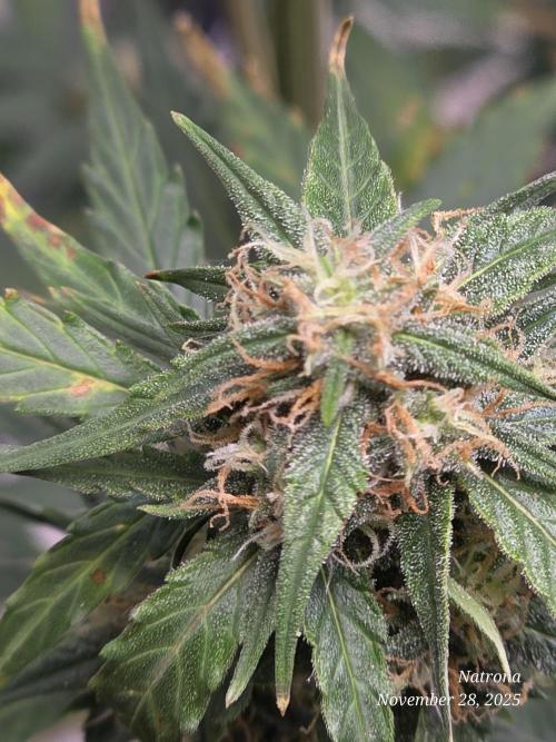 Godfather OG-MSNL. Week 8