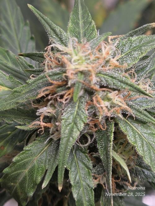 Godfather OG-MSNL. Week 8