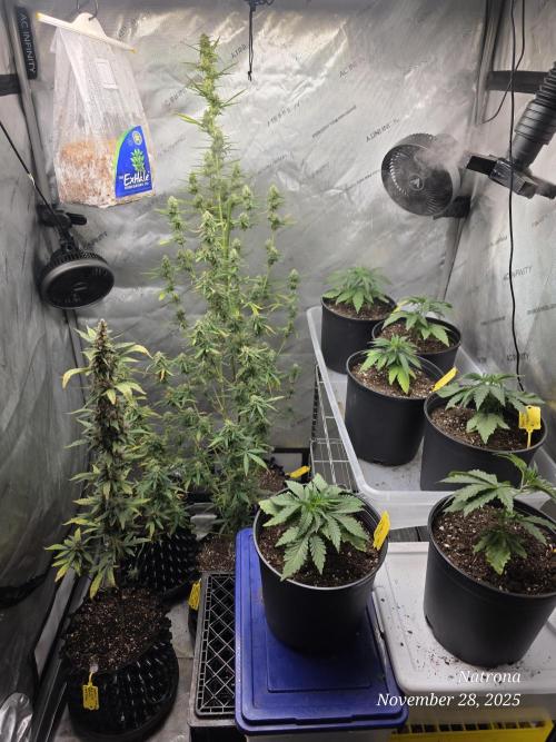 Godfather OG-MSNL. Week 8