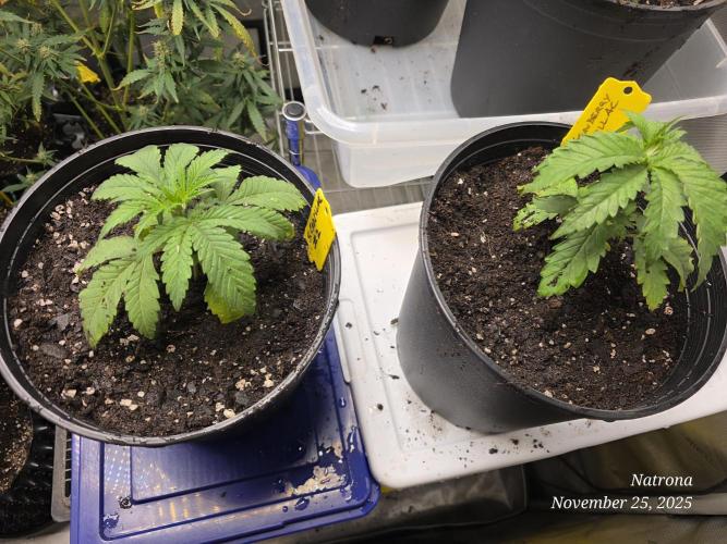 Strawberry Cadillac-Strng Seeds. Week 3