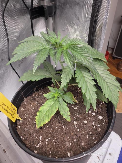 Strawberry Cadillac-Strng Seeds. Week 3