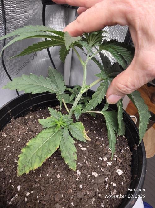 Strawberry Cadillac-Strng Seeds. Week 3