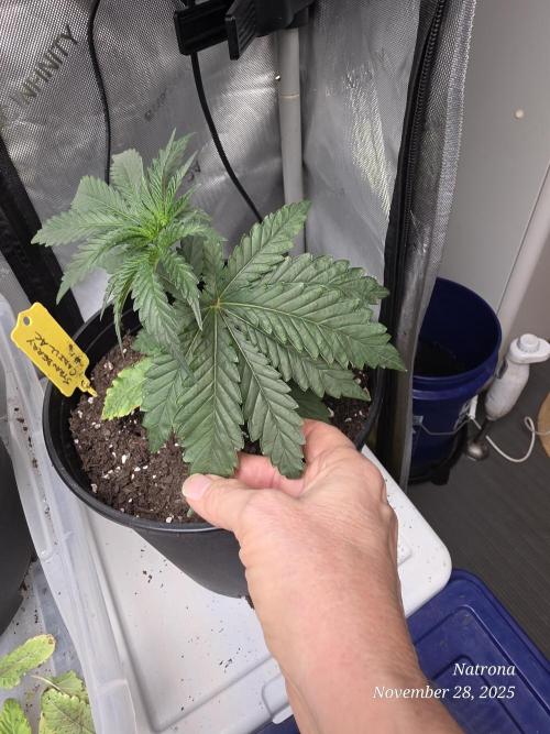 Strawberry Cadillac-Strng Seeds. Week 3 - Big 10 front leaf