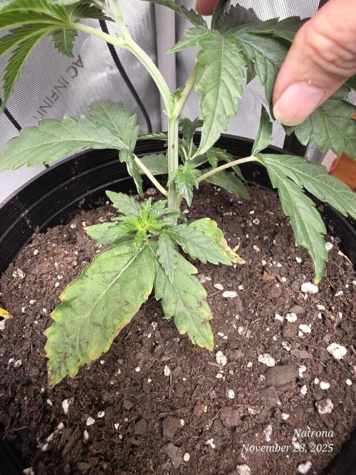 Strawberry Cadillac-Strng Seeds. Week 3