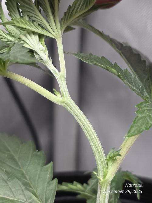 Strawberry Cadillac-Strng Seeds. Week 3 - Main shoot off the side