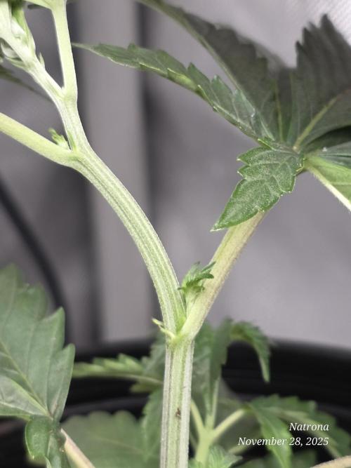 Strawberry Cadillac-Strng Seeds. Week 3