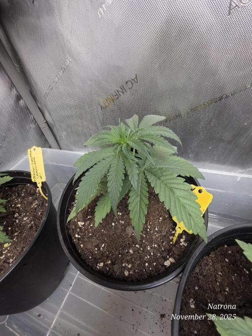 Strawberry Cadillac-Strng Seeds. Week 3
