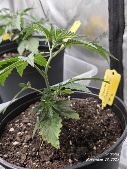 Strawberry Cadillac-Strng Seeds. Week 3