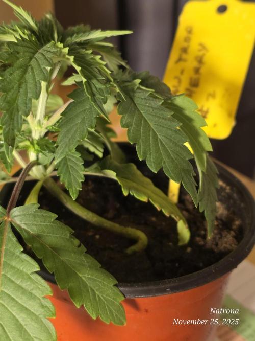 Straw-Trop Cherry Strng Seeds. Week 3