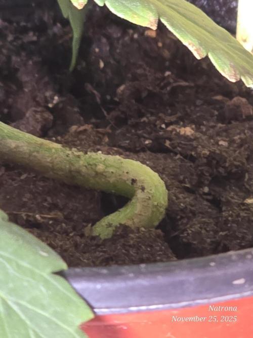 Straw-Trop Cherry Strng Seeds. Week 3