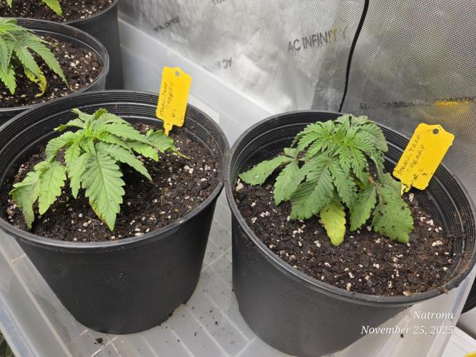 Straw-Trop Cherry Strng Seeds. Week 3