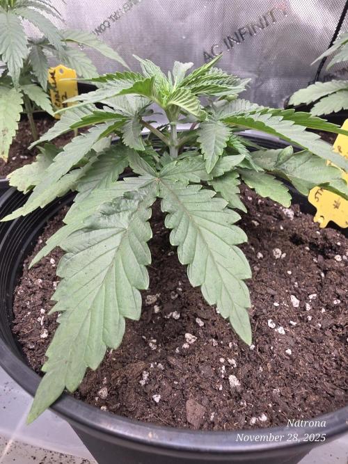 Straw-Trop Cherry Strng Seeds. Week 3