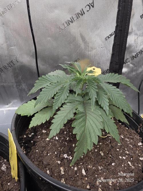 Straw-Trop Cherry Strng Seeds. Week 3