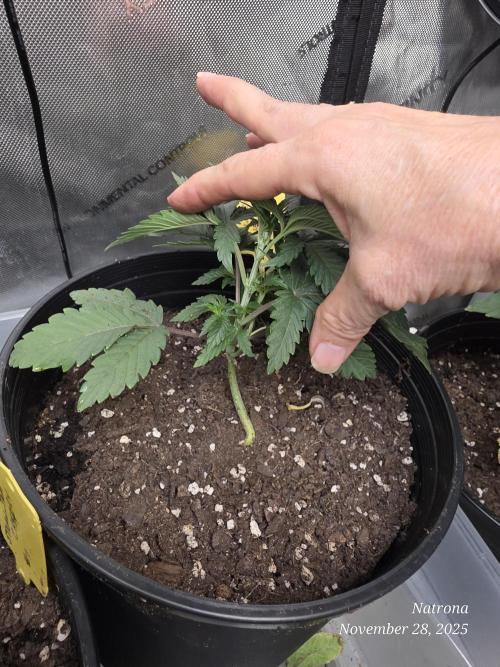 Straw-Trop Cherry Strng Seeds. Week 3