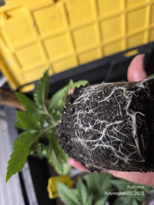 Straw-Trop Cherry Strng Seeds. Week 3