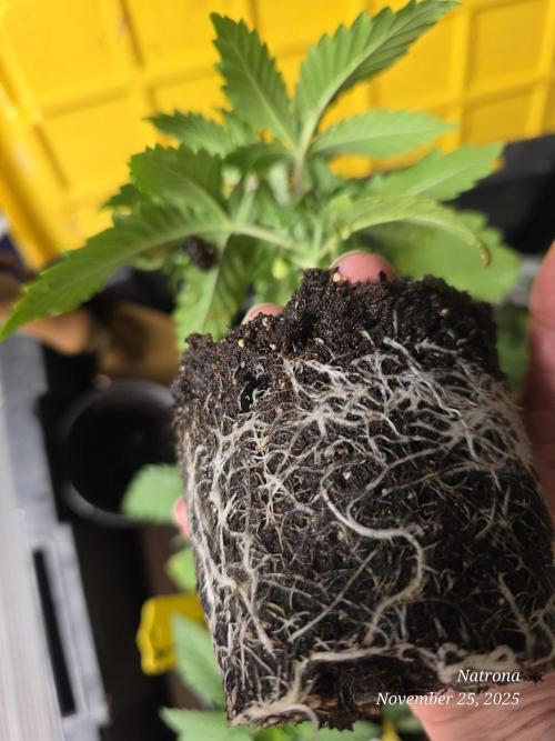 Straw-Trop Cherry Strng Seeds. Week 3