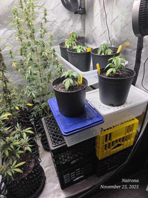 Straw-Trop Cherry Strng Seeds. Week 3