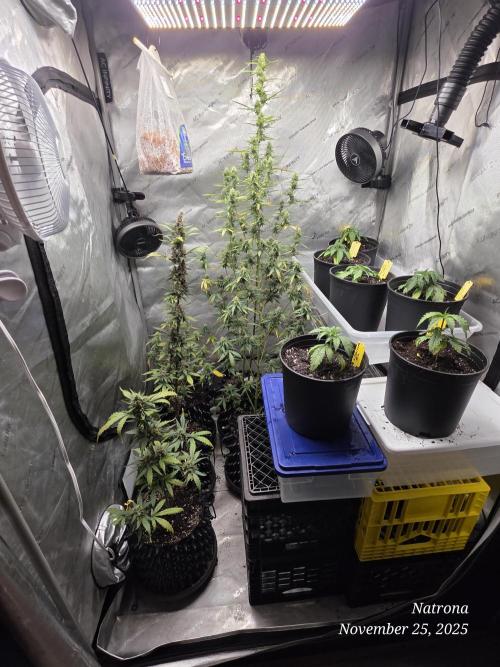 Straw-Trop Cherry Strng Seeds. Week 3